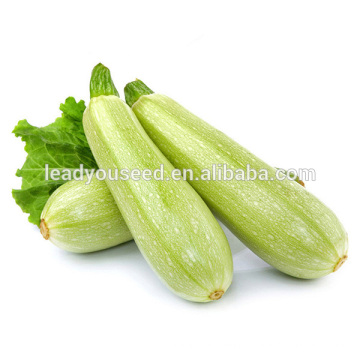 MSQ051 Bailv high yield zucchini seeds, hybrid squash seeds for sales